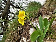 57 Primula auricula (Primula orecchia d'orso)